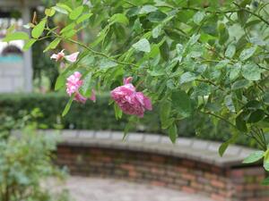 DSC_1131.JPG